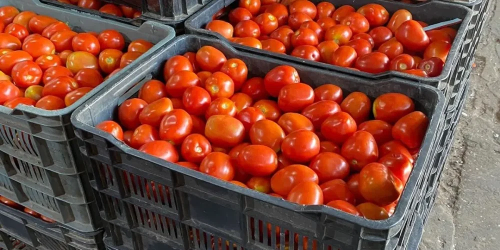 el precio del tomate cae más del 60 en villahermosa