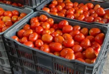 el precio del tomate cae más del 60 en villahermosa