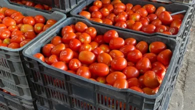 el precio del tomate cae más del 60 en villahermosa