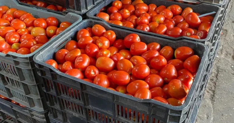 el precio del tomate cae más del 60 en villahermosa