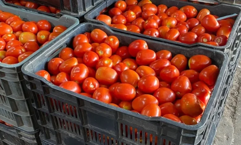 el precio del tomate cae más del 60 en villahermosa