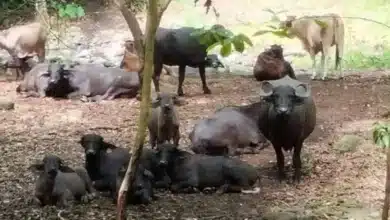 Búfalo de agua conquista el trópico tabasqueño (Foto de cortesía)