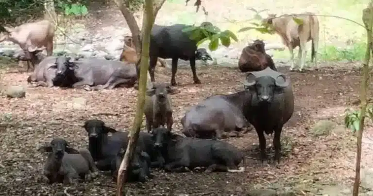 Búfalo de agua conquista el trópico tabasqueño (Foto de cortesía)