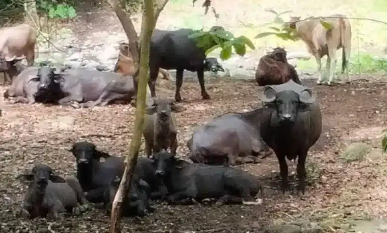 Búfalo de agua conquista el trópico tabasqueño (Foto de cortesía)