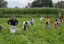endurecen requisitos para visa de jornaleros a estados unidos