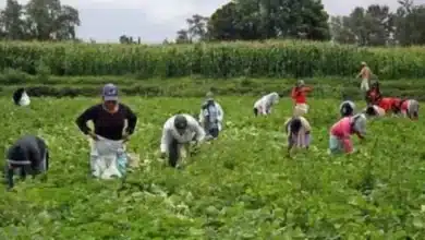 endurecen requisitos para visa de jornaleros a estados unidos