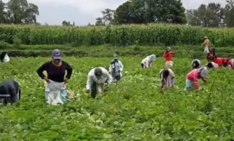 endurecen requisitos para visa de jornaleros a estados unidos
