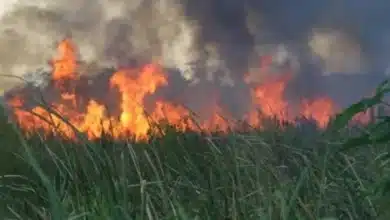 fuego devora más de 7 mil hectáreas de los “pantanos de centla”