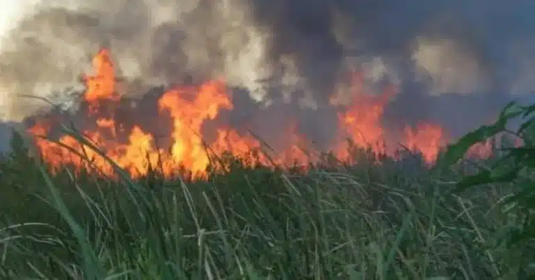 fuego devora más de 7 mil hectáreas de los “pantanos de centla”