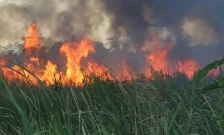 fuego devora más de 7 mil hectáreas de los “pantanos de centla”