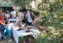 gratuidad en la venta detona la afluencia