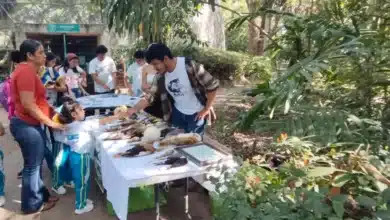 gratuidad en la venta detona la afluencia
