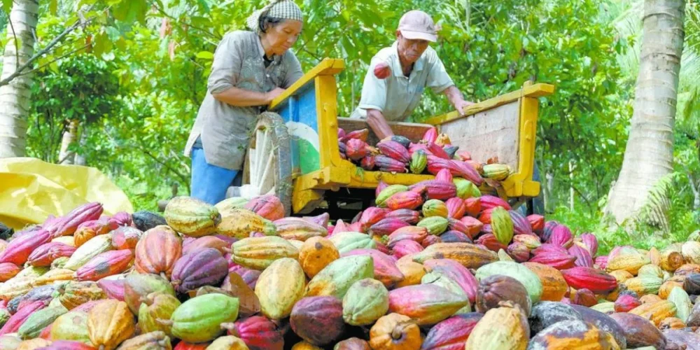 impulsan talleres para proteger el cacao