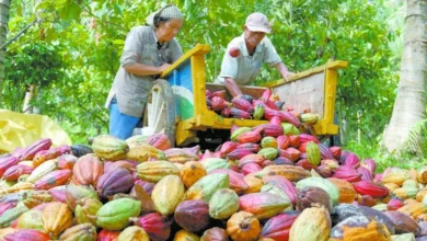 impulsan talleres para proteger el cacao