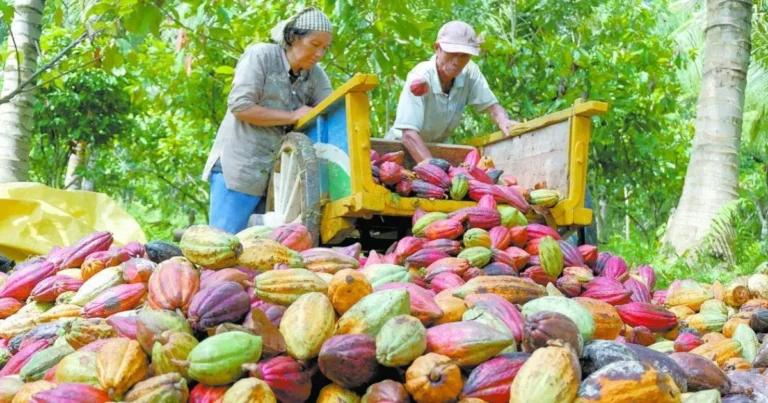 impulsan talleres para proteger el cacao