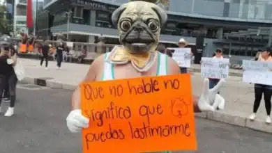 iniciadas un total de 346 investigaciones por maltrato animal