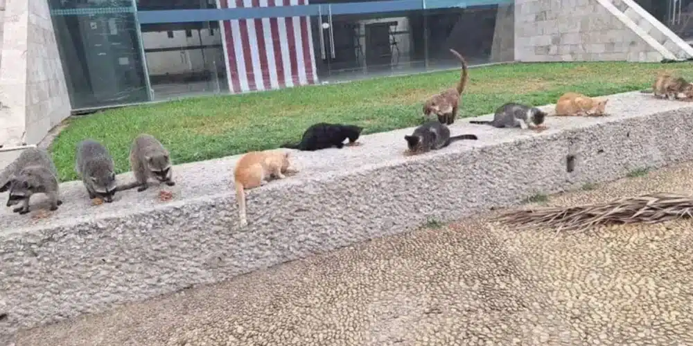 los gatos del tomás garrido vuelan en busca de una croqueta y un milagro