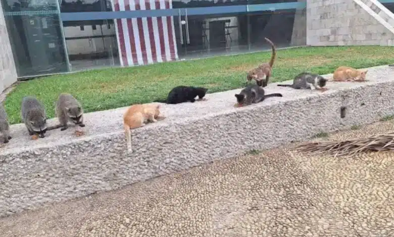 los gatos del tomás garrido vuelan en busca de una croqueta y un milagro