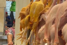 mundial no favorece las ventas de pollo en mercado de villahermosa