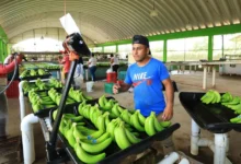 plataneros exigen frenar contrabando de fruta centroamericana