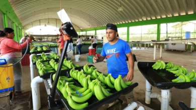 plataneros exigen frenar contrabando de fruta centroamericana