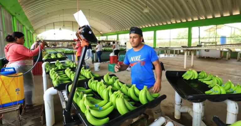 plataneros exigen frenar contrabando de fruta centroamericana