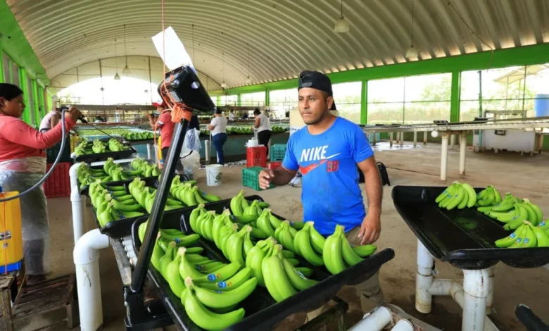 plataneros exigen frenar contrabando de fruta centroamericana