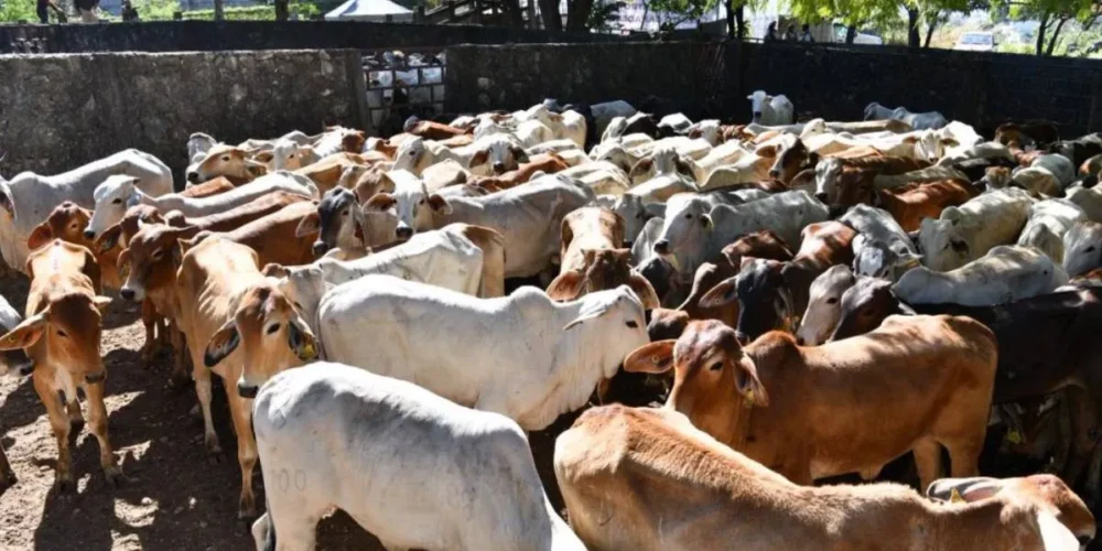 Precio del ganado se desploma mientras la carne no baja para el consumidor