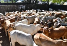 Precio del ganado se desploma mientras la carne no baja para el consumidor
