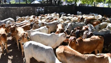 Precio del ganado se desploma mientras la carne no baja para el consumidor