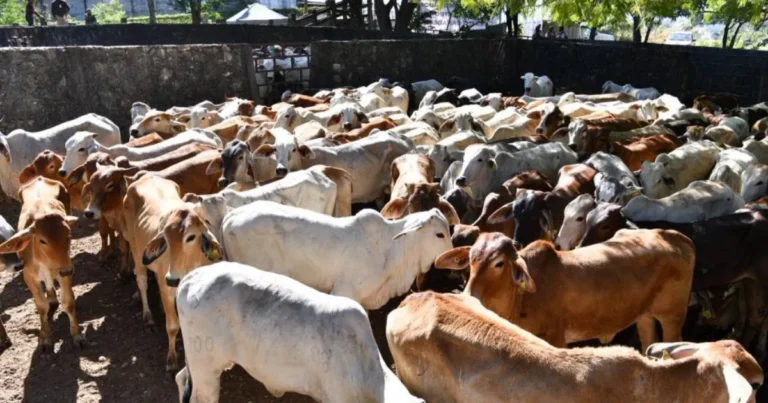 Precio del ganado se desploma mientras la carne no baja para el consumidor