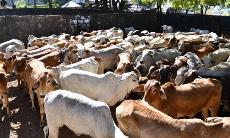 Precio del ganado se desploma mientras la carne no baja para el consumidor