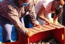 rebasan el millón 400 mil crías de tilapia para fortalecer la economía local
