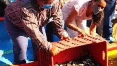 rebasan el millón 400 mil crías de tilapia para fortalecer la economía local