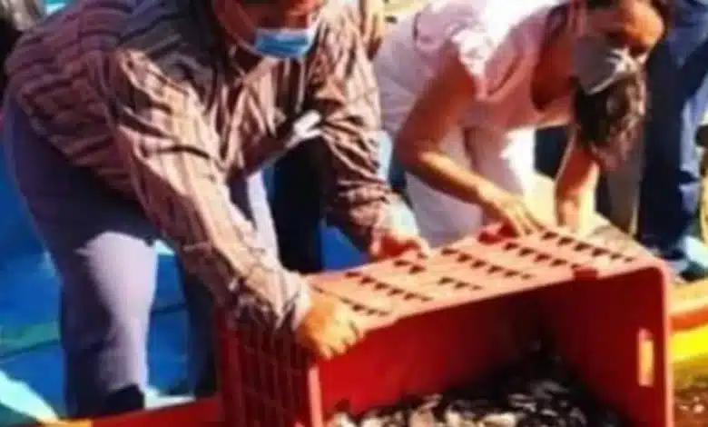 rebasan el millón 400 mil crías de tilapia para fortalecer la economía local