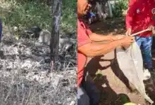 rescatan y liberan a un mapache en jalapa