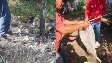 rescatan y liberan a un mapache en jalapa