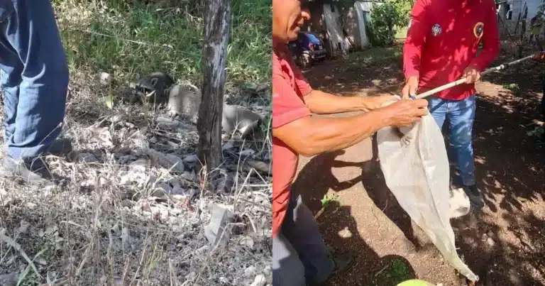 rescatan y liberan a un mapache en jalapa