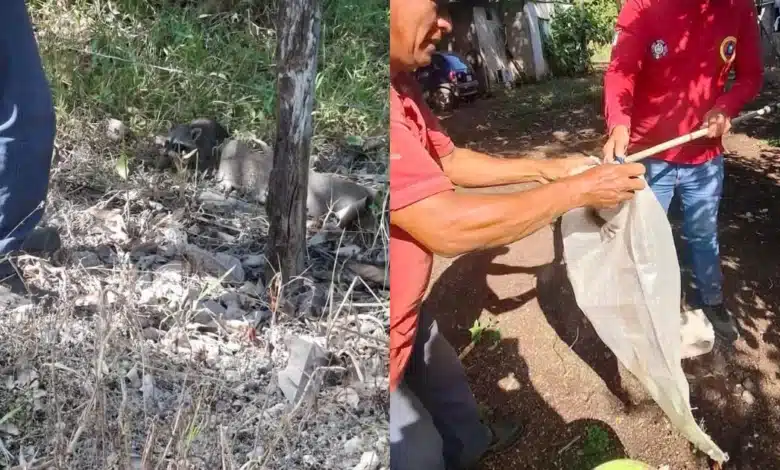 rescatan y liberan a un mapache en jalapa
