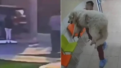 crean petición en change.org para exigir justicia por rocky, el perrito que murió tras ser arrastrado en saltillo