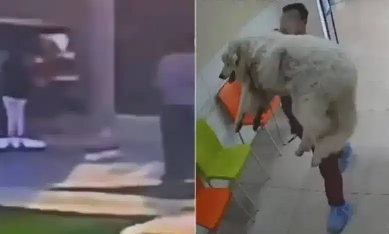 crean petición en change.org para exigir justicia por rocky, el perrito que murió tras ser arrastrado en saltillo