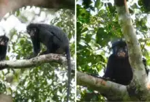 descubren nueva especie de mono en la selva del congo
