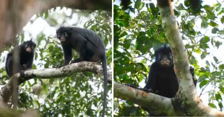 descubren nueva especie de mono en la selva del congo