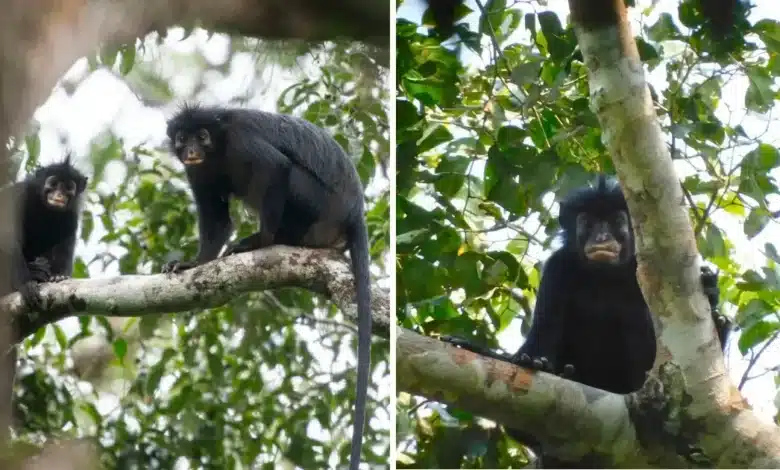 descubren nueva especie de mono en la selva del congo