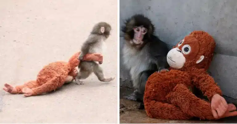 el querido macaco japonés punch celebra su primer cumpleaños