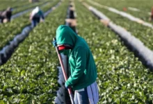 empleo de mexicanos en estados unidos mejora pese a restricciones migratorias de trump