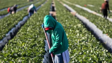 empleo de mexicanos en estados unidos mejora pese a restricciones migratorias de trump