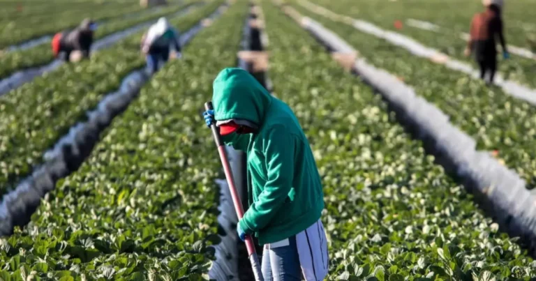 empleo de mexicanos en estados unidos mejora pese a restricciones migratorias de trump