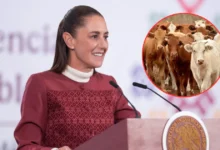 Claudia Sheinbaum anuncia reanudación de exportación de ganado a Estados Unidos (Fotos de internet)