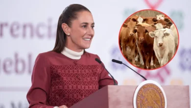 Claudia Sheinbaum anuncia reanudación de exportación de ganado a Estados Unidos (Fotos de internet)